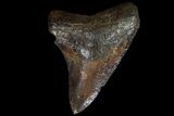 Bargain, Fossil Megalodon Tooth - Georgia #90067-1